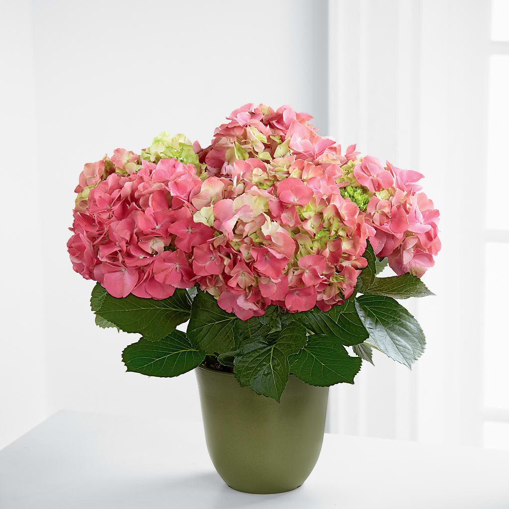 Pink Hydrangea Planter – Dejavu Florist And Balloons, Durham NC
