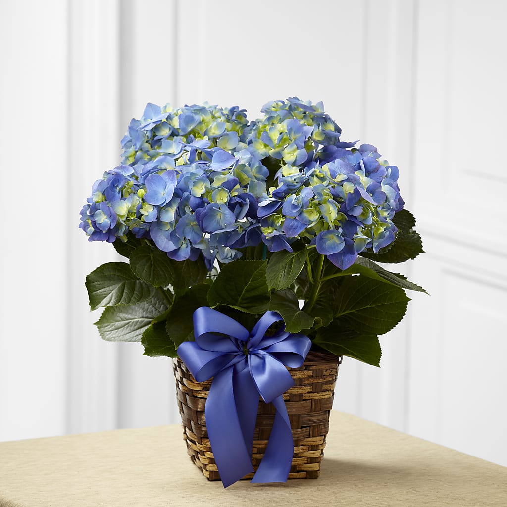 Blue Hydrangea Planter – Dejavu Florist And Balloons, Durham NC