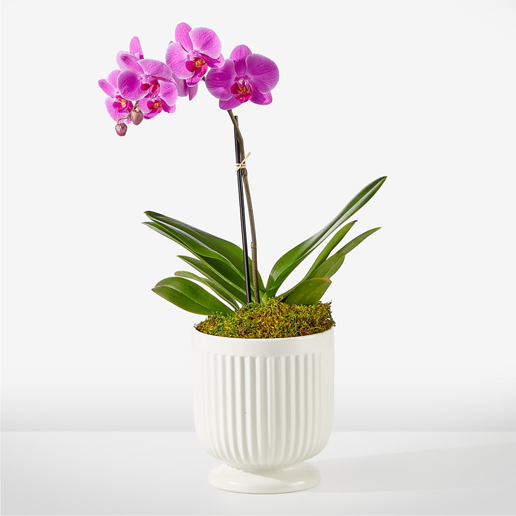 Friendly Fuchsia Orchid – Dejavu Florist And Balloons, Durham NC