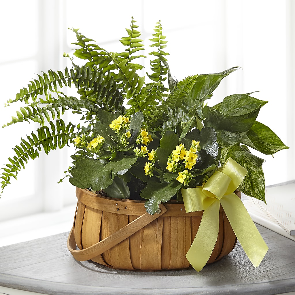 Always Dear Dishgarden – Dejavu Florist And Balloons, Durham NC