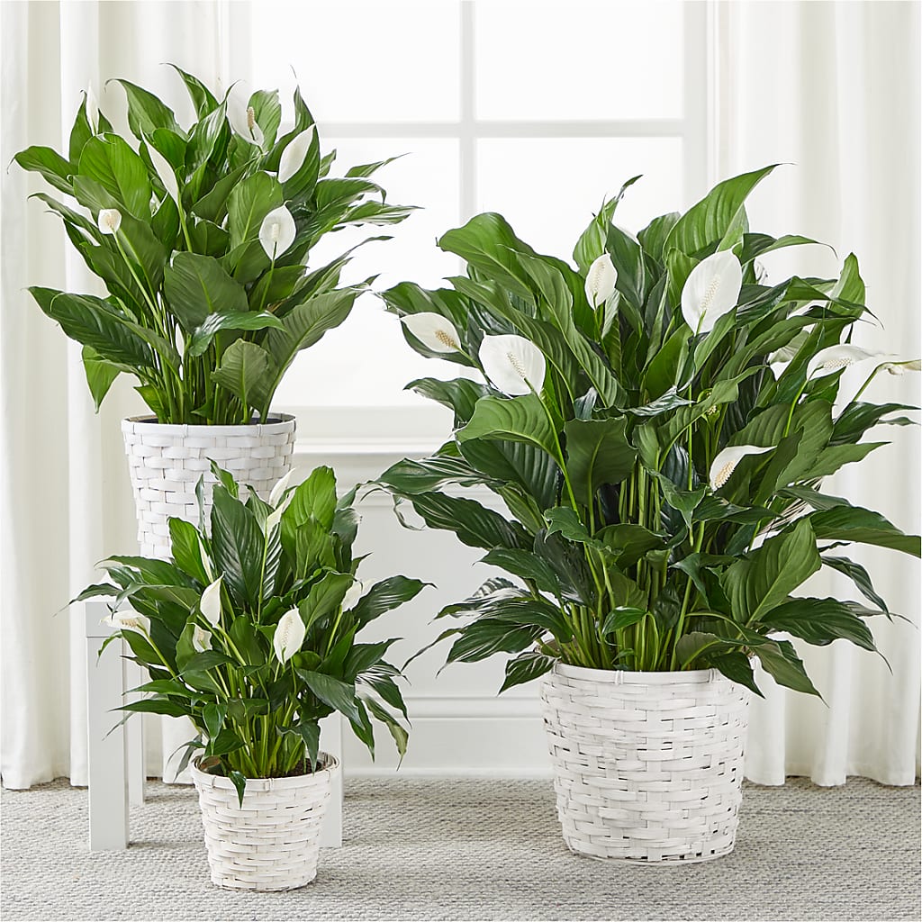 A New Leaf Peace Lily – Dejavu Florist And Balloons, Durham NC