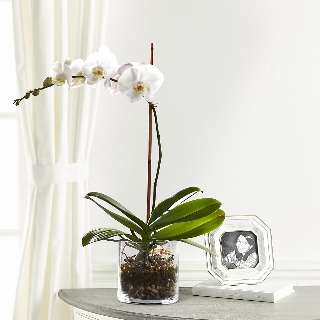 White Orchid Planter – Dejavu Florist And Balloons, Durham NC