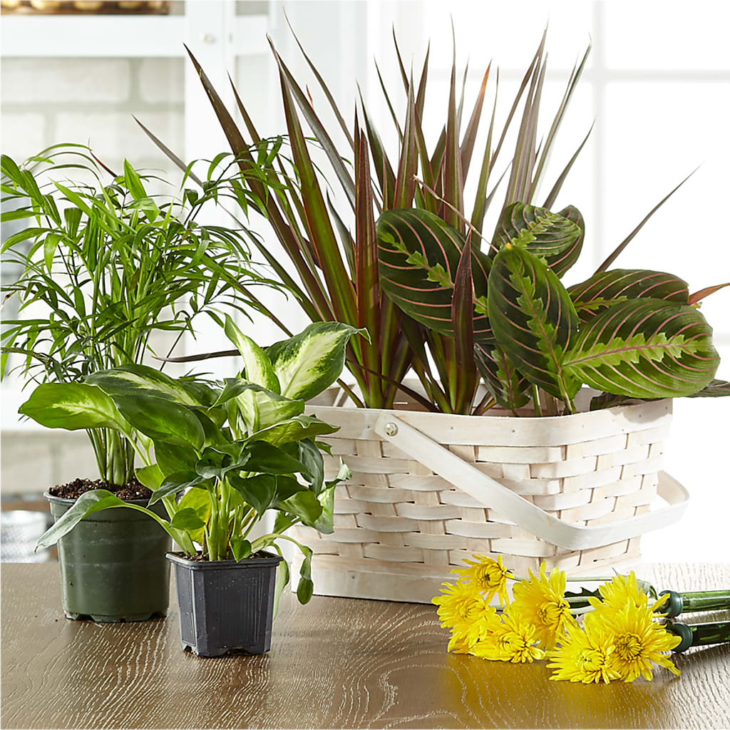 Florist Designed Blooming and Green Plants in a Basket –  Dejavu Florist And Balloons, Durham NC