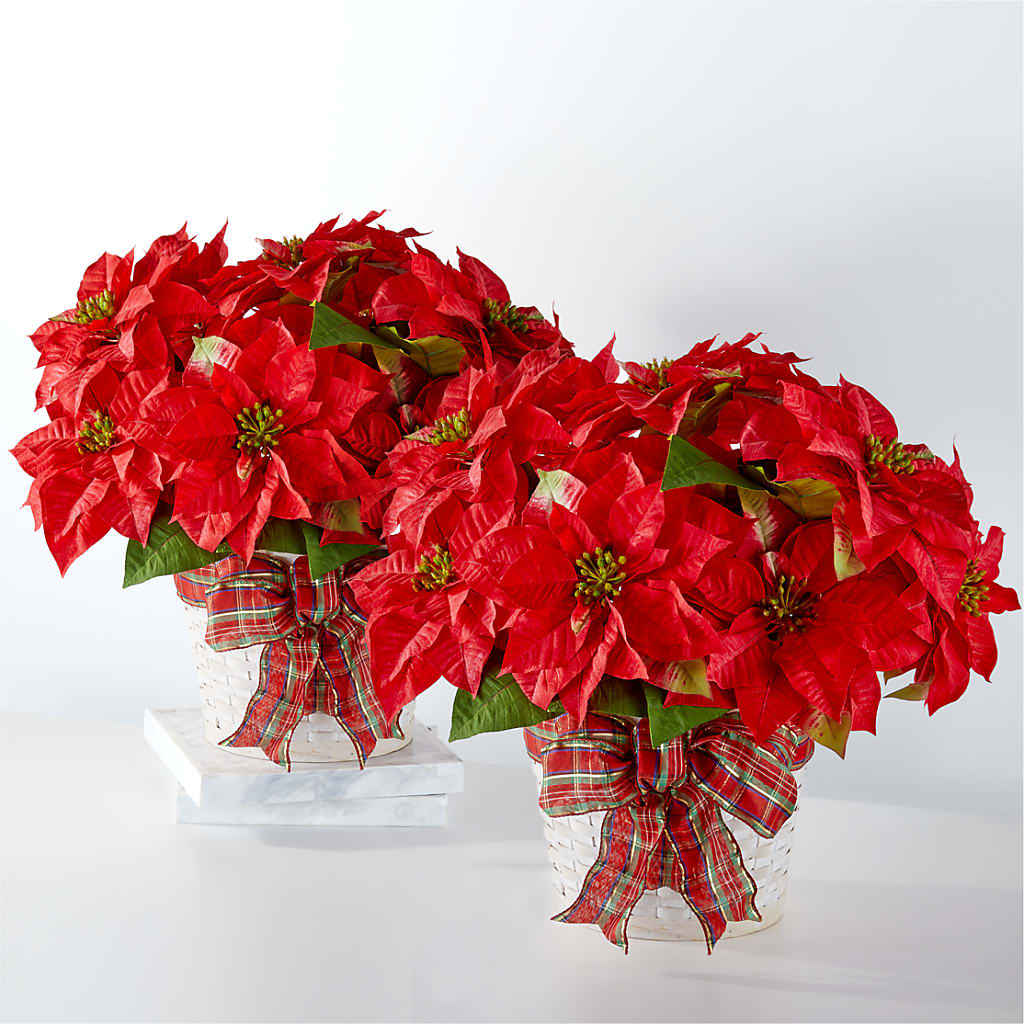 Happiest Holidays Poinsettia Bundle –  Dejavu Florist And Balloons, Durham NC