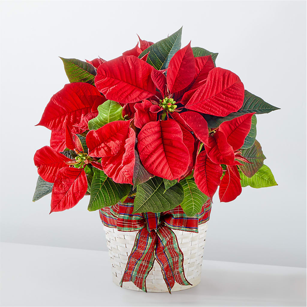 Happiest Holidays Poinsettia –  Dejavu Florist And Balloons, Durham NC