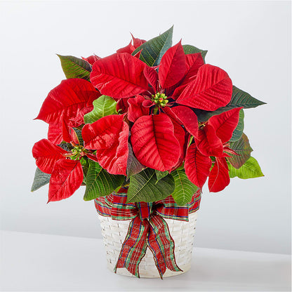 Happiest Holidays Poinsettia –  Dejavu Florist And Balloons, Durham NC