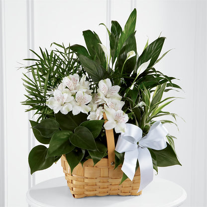 Peace & Serenity Dishgarden –  Dejavu Florist And Balloons, Durham NC