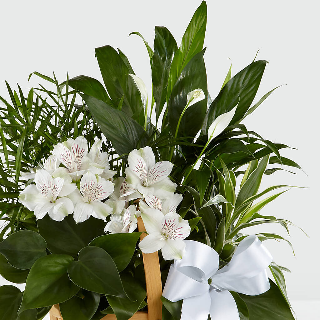 Peace & Serenity Dishgarden –  Dejavu Florist And Balloons, Durham NC