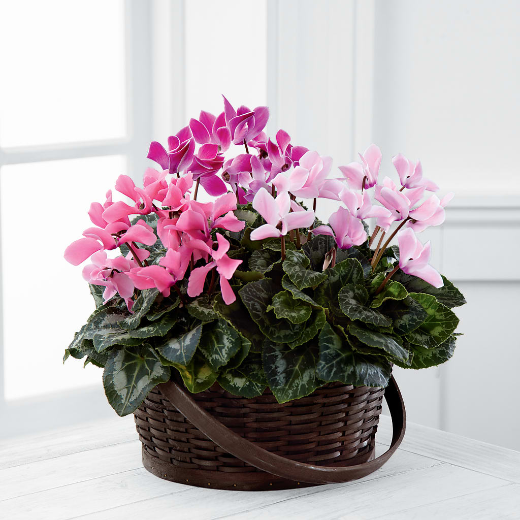 Mixed Cyclamen Planter –  Dejavu Florist And Balloons, Durham NC