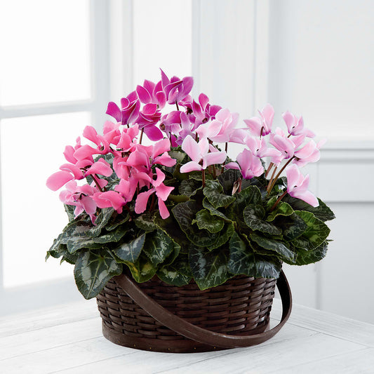 Mixed Cyclamen Planter –  Dejavu Florist And Balloons, Durham NC
