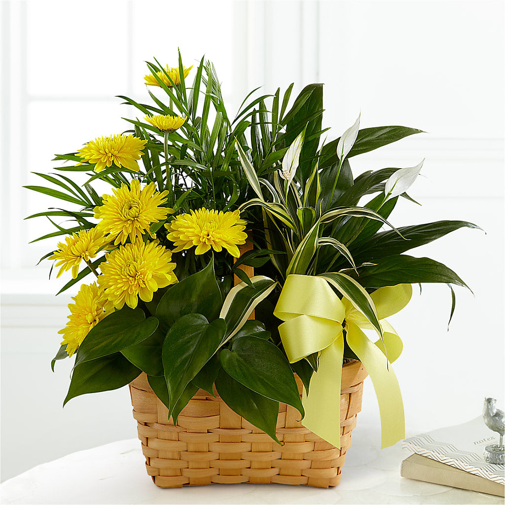 Loving Light Dishgarden –  Dejavu Florist And Balloons, Durham NC