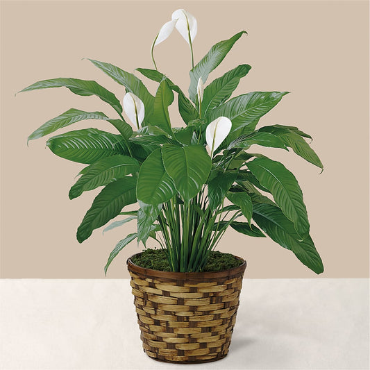 Tranquil Moments Peace Lily Plant –  Dejavu Florist And Balloons, Durham NC
