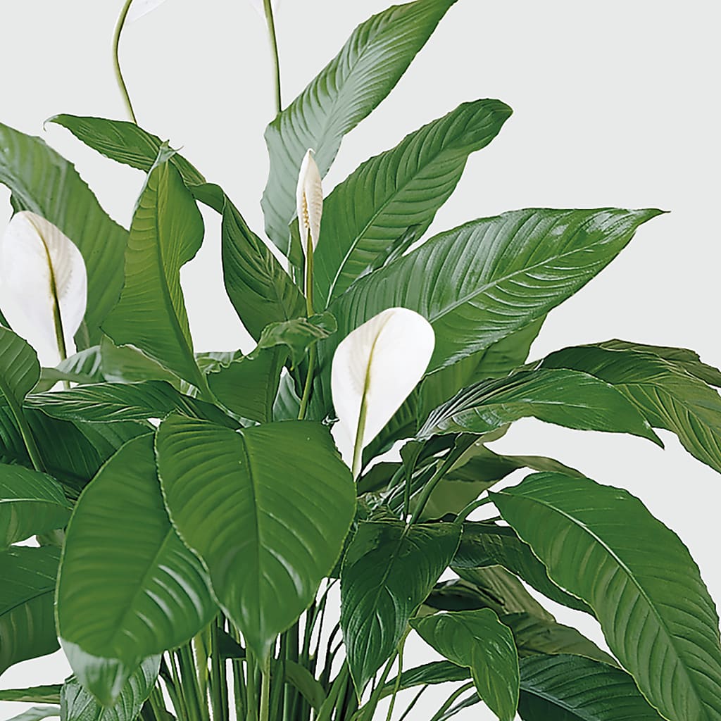 Tranquil Moments Peace Lily Plant –  Dejavu Florist And Balloons, Durham NC