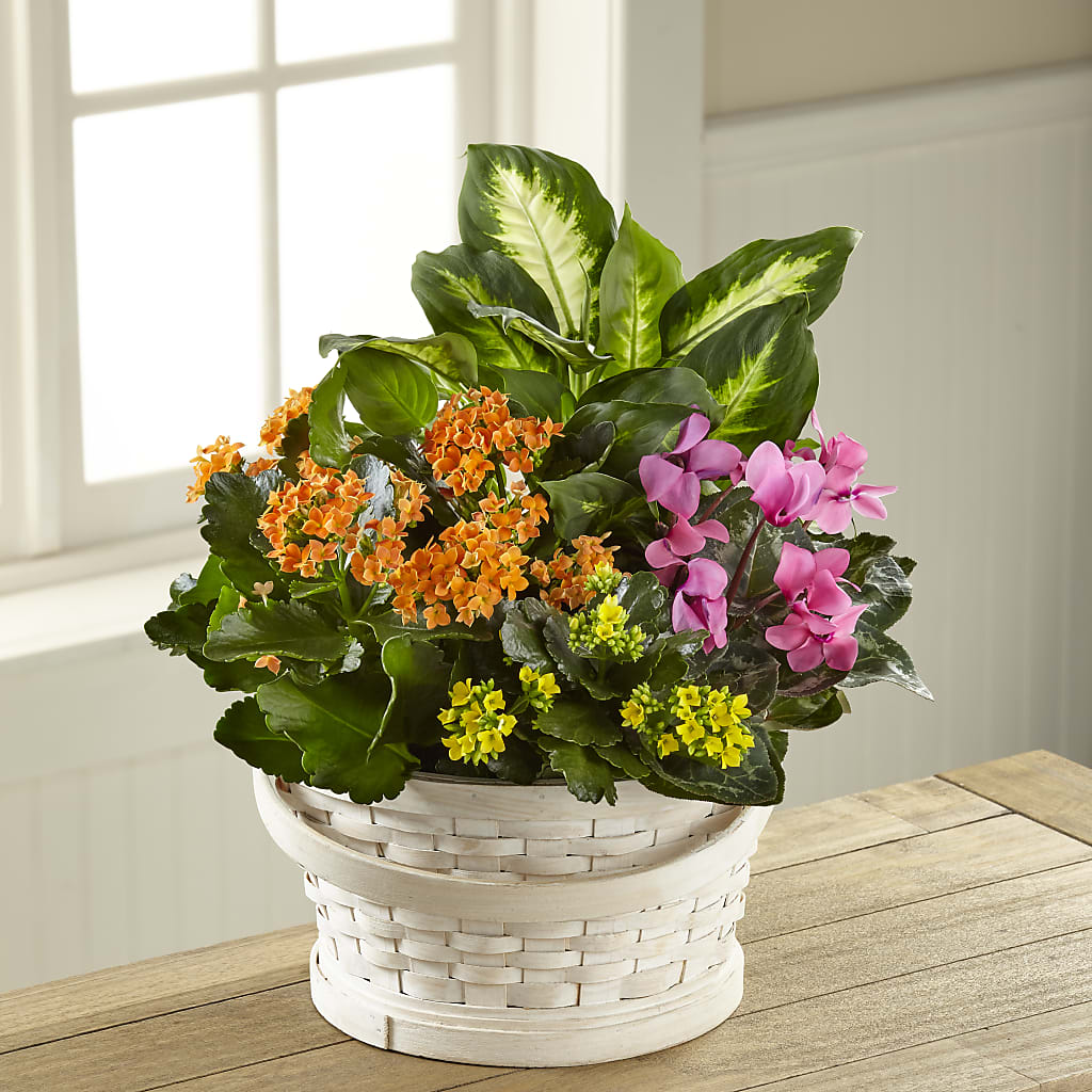 Color Crush Dishgarden –  Dejavu Florist And Balloons, Durham NC