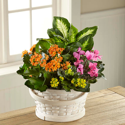 Color Crush Dishgarden –  Dejavu Florist And Balloons, Durham NC