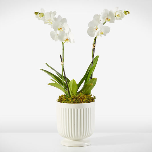 Whispering White Orchid –  Dejavu Florist And Balloons, Durham NC
