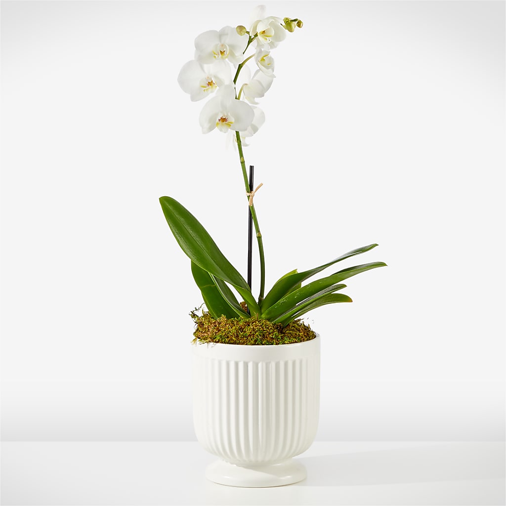 Whispering White Orchid –  Dejavu Florist And Balloons, Durham NC