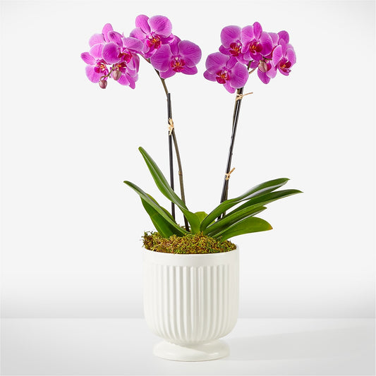 Friendly Fuchsia Orchid –  Dejavu Florist And Balloons, Durham NC