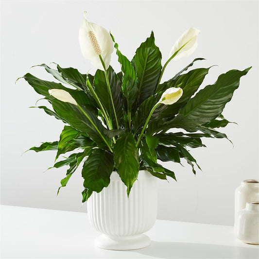 Comfort Planter –  Dejavu Florist And Balloons, Durham NC