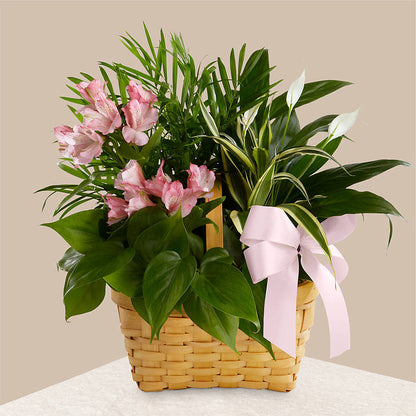 Living Spirit Dishgarden –  Dejavu Florist And Balloons, Durham NC
