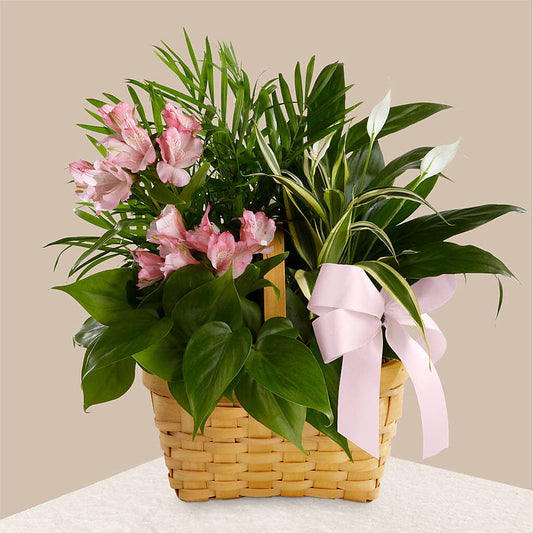 Living Spirit Dishgarden –  Dejavu Florist And Balloons, Durham NC