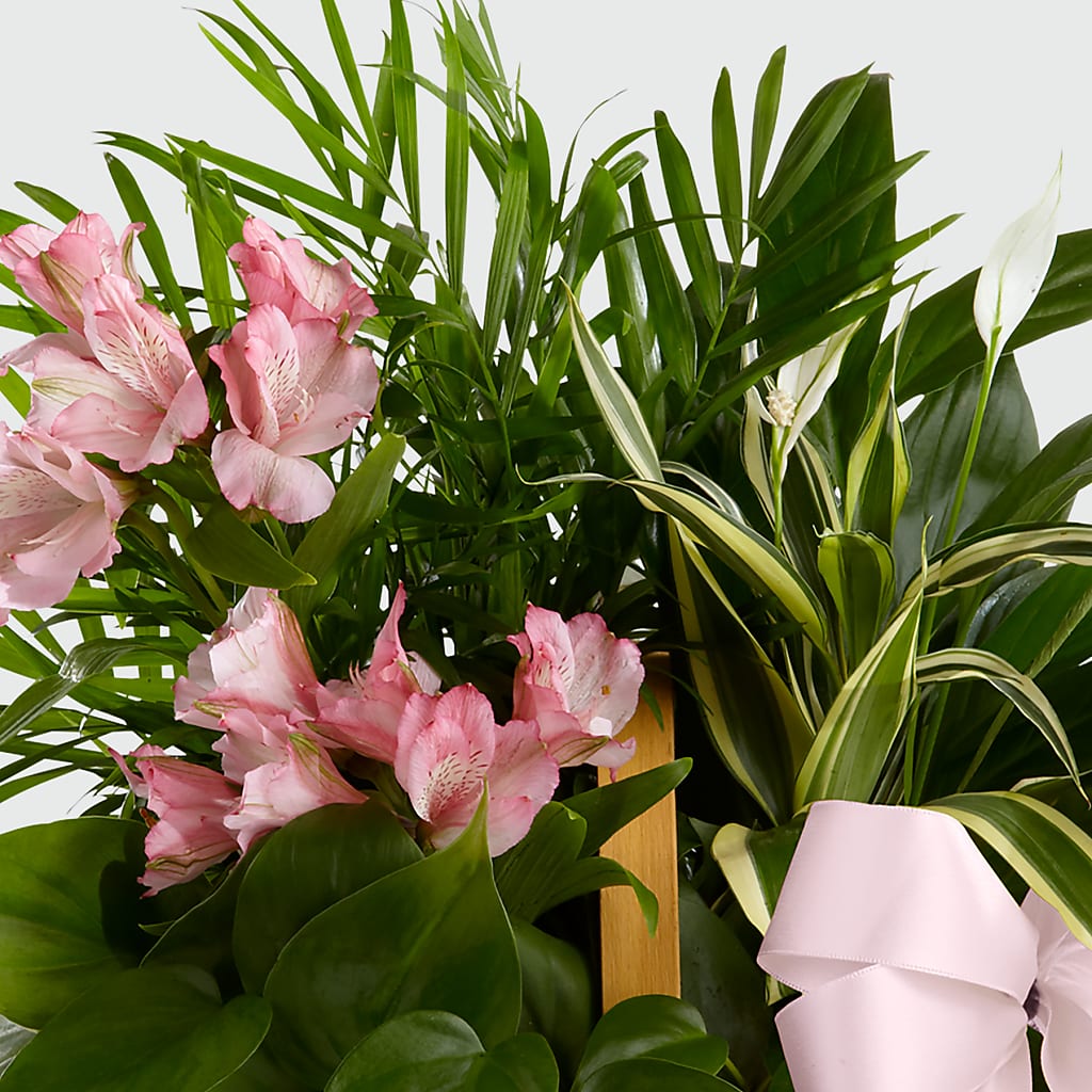 Living Spirit Dishgarden –  Dejavu Florist And Balloons, Durham NC