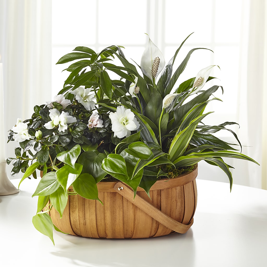 Serene Dishgarden –  Dejavu Florist And Balloons, Durham NC