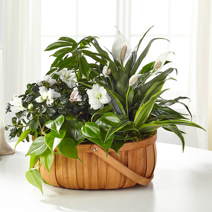 Serene Dishgarden –  Dejavu Florist And Balloons, Durham NC