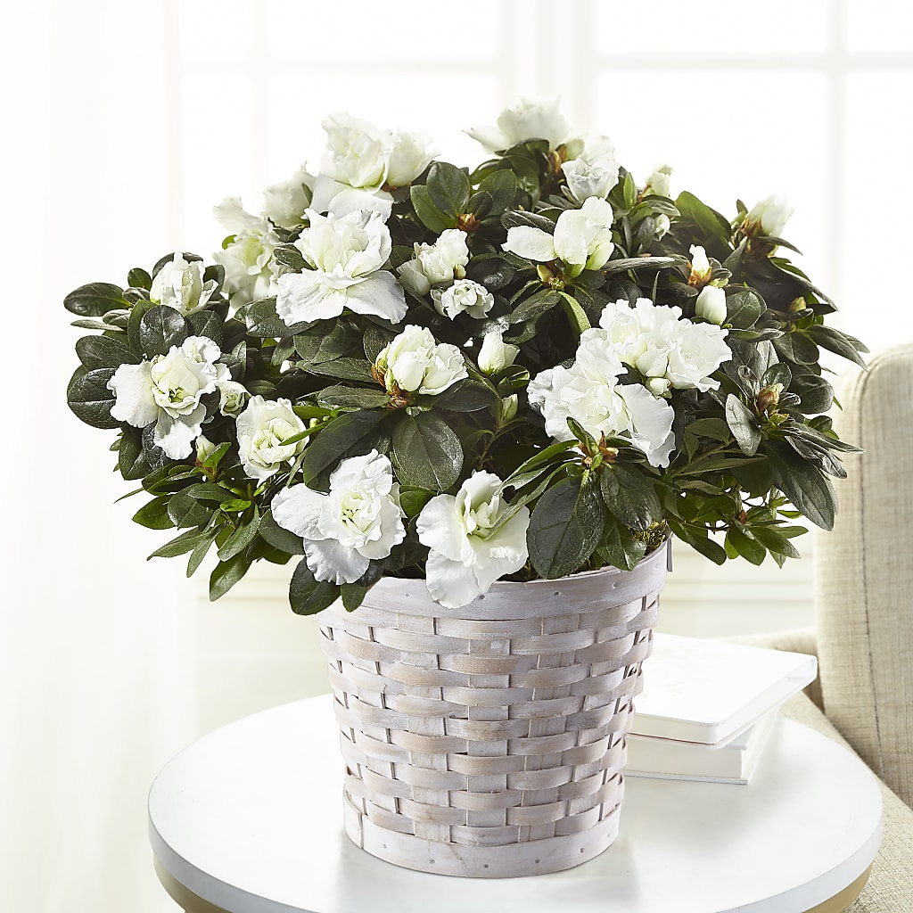 White Azalea Plant –  Dejavu Florist And Balloons, Durham NC