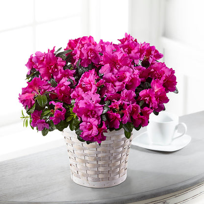 Hope & Serenity Azalea Plant –  Dejavu Florist And Balloons, Durham NC