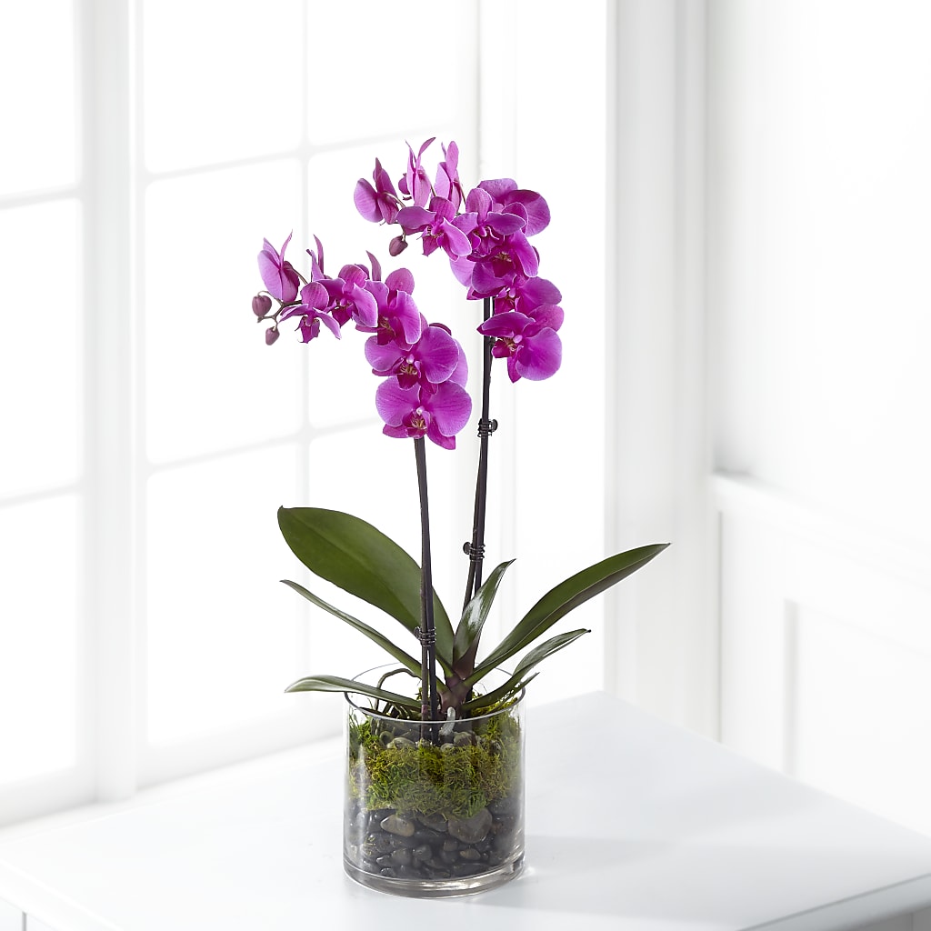 Pink Orchid Plant –  Dejavu Florist And Balloons, Durham NC