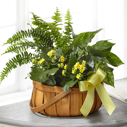 Always Dear Dishgarden –  Dejavu Florist And Balloons, Durham NC