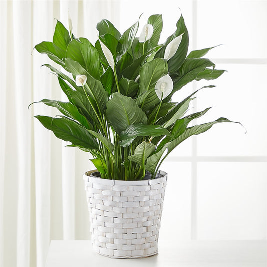 A New Leaf Peace Lily –  Dejavu Florist And Balloons, Durham NC