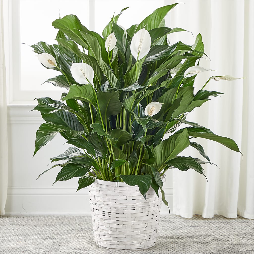 A New Leaf Peace Lily –  Dejavu Florist And Balloons, Durham NC