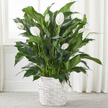 A New Leaf Peace Lily –  Dejavu Florist And Balloons, Durham NC