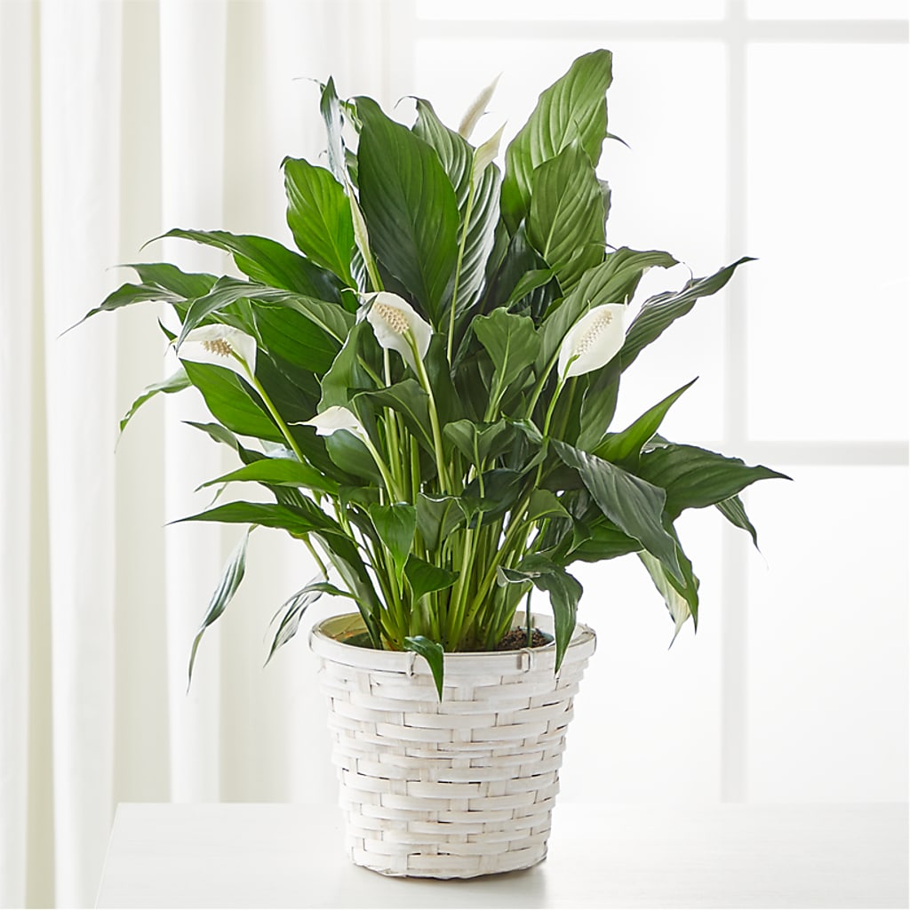 A New Leaf Peace Lily –  Dejavu Florist And Balloons, Durham NC