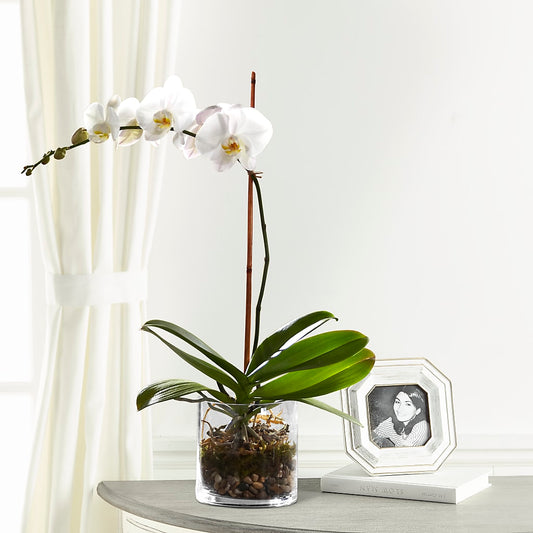 White Orchid Planter –  Dejavu Florist And Balloons, Durham NC