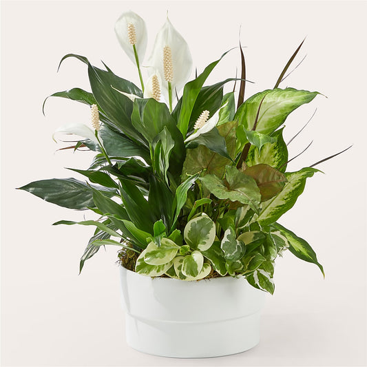 Radiating Positivity Dishgarden –  Dejavu Florist And Balloons, Durham NC